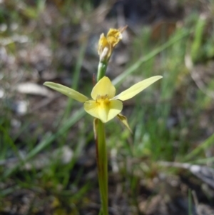 Diuris chryseopsis at Molonglo River Reserve - 2 Oct 2014