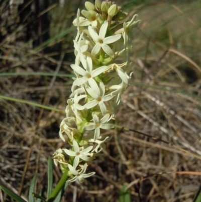 Stackhousia monogyna (Creamy Candles) at Belconnen, ACT - 2 Oct 2014 by lyndsey