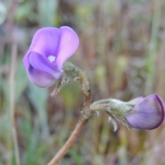 Swainsona sericea (Silky Swainson-Pea) at Rob Roy Range - 7 Oct 2014 by MichaelBedingfield