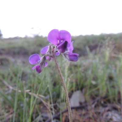 Swainsona sericea (Silky Swainson-Pea) at Theodore, ACT - 7 Oct 2014 by michaelb