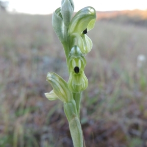 Hymenochilus bicolor at Theodore, ACT - 7 Oct 2014