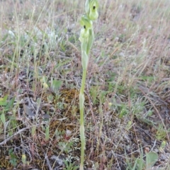 Hymenochilus bicolor at Theodore, ACT - 7 Oct 2014