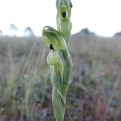 Hymenochilus bicolor (ACT) = Pterostylis bicolor (NSW) at Theodore, ACT - suppressed