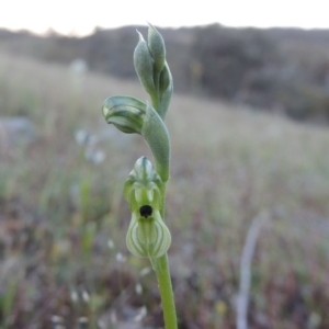 Hymenochilus bicolor (ACT) = Pterostylis bicolor (NSW) at Theodore, ACT - suppressed