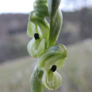 Hymenochilus bicolor (ACT) = Pterostylis bicolor (NSW) at Theodore, ACT - suppressed