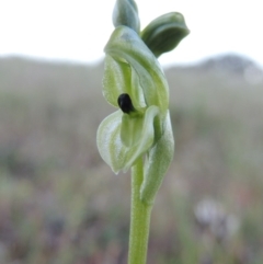 Hymenochilus bicolor (ACT) = Pterostylis bicolor (NSW) at Theodore, ACT - suppressed