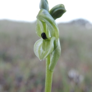 Hymenochilus bicolor (ACT) = Pterostylis bicolor (NSW) at Theodore, ACT - suppressed