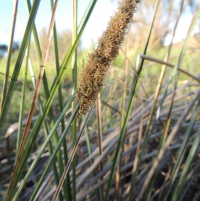 Carex appressa (Tall Sedge) at Paddys River, ACT - 8 Oct 2014 by michaelb