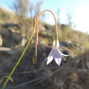 Wahlenbergia capillaris at Paddys River, ACT - 8 Oct 2014 06:28 PM