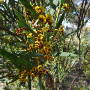 Daviesia mimosoides at Kambah, ACT - 30 Sep 2014