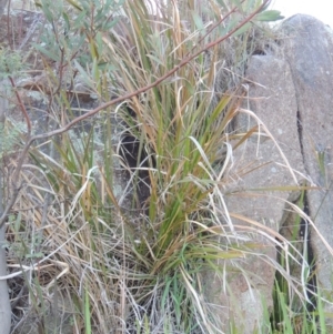 Imperata cylindrica at Paddys River, ACT - 8 Oct 2014 06:50 PM