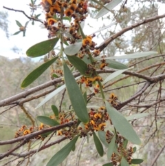 Daviesia mimosoides at Conder, ACT - 12 Oct 2014 05:38 PM