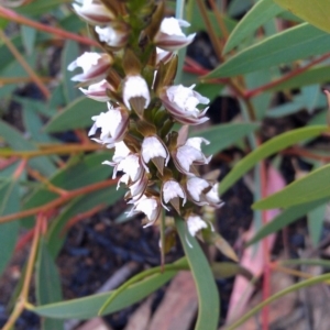 Prasophyllum brevilabre at Canberra Central, ACT - 15 Oct 2014