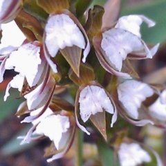 Prasophyllum brevilabre at Canberra Central, ACT - 15 Oct 2014