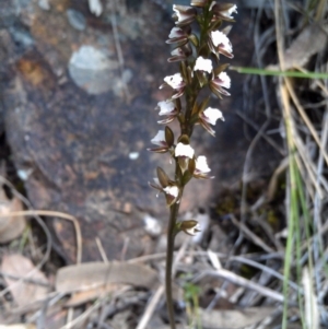 Paraprasophyllum brevilabre at Canberra Central, ACT - suppressed