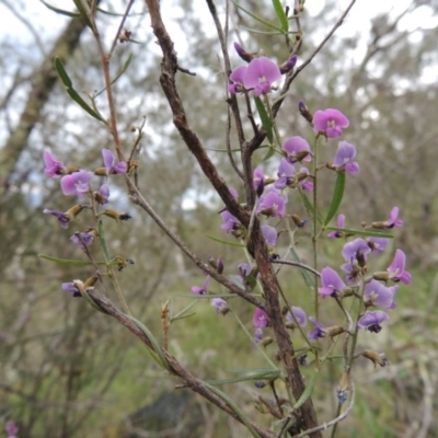 Glycine clandestina (Twining Glycine) at Conder, ACT - 12 Oct 2014 by MichaelBedingfield