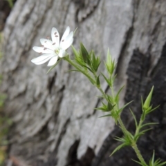 Stellaria pungens (Prickly Starwort) at Conder, ACT - 12 Oct 2014 by MichaelBedingfield