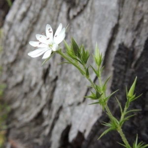 Stellaria pungens at Conder, ACT - 12 Oct 2014 05:47 PM