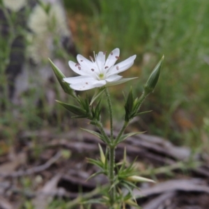 Stellaria pungens at Conder, ACT - 12 Oct 2014 05:47 PM