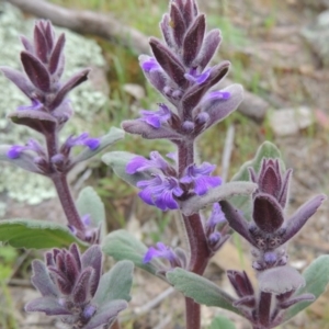 Ajuga australis at Banks, ACT - 12 Oct 2014 05:48 PM