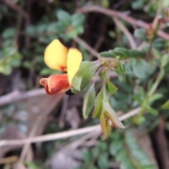 Bossiaea buxifolia (Matted Bossiaea) at Rob Roy Range - 12 Oct 2014 by MichaelBedingfield