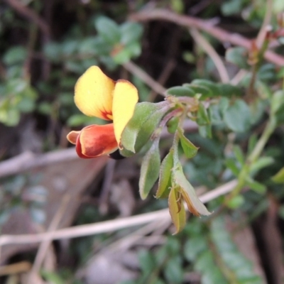 Bossiaea buxifolia (Matted Bossiaea) at Conder, ACT - 12 Oct 2014 by michaelb