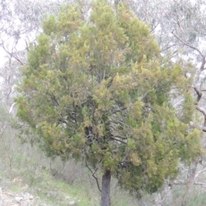 Exocarpos cupressiformis at Conder, ACT - 12 Oct 2014