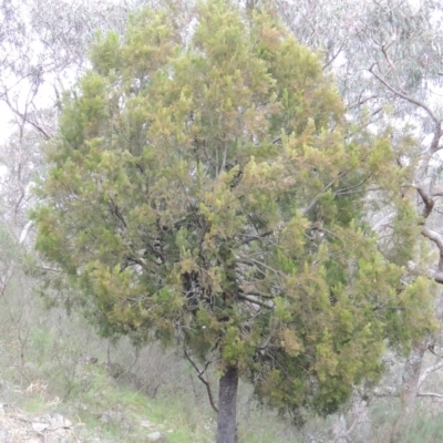 Exocarpos cupressiformis (Cherry Ballart) at Conder, ACT - 12 Oct 2014 by michaelb