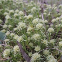 Scleranthus diander (Many-flowered Knawel) at Conder, ACT - 12 Oct 2014 by MichaelBedingfield