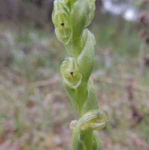 Hymenochilus cycnocephalus at Conder, ACT - suppressed