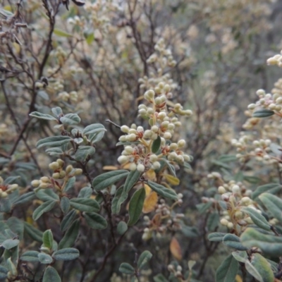 Pomaderris pallida (Pale Pomaderris) at Conder, ACT - 12 Oct 2014 by michaelb