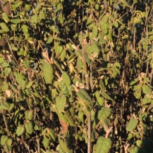 Correa reflexa var. reflexa at Paddys River, ACT - 8 Oct 2014 07:01 PM