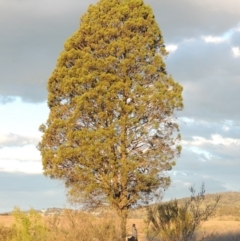Callitris endlicheri (Black Cypress Pine) at Paddys River, ACT - 8 Oct 2014 by michaelb