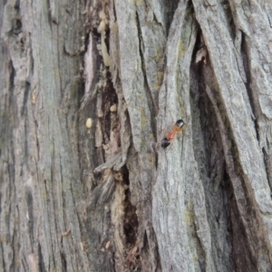 Callitris endlicheri at Paddys River, ACT - 8 Oct 2014