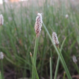 Eleocharis acuta at Paddys River, ACT - 8 Oct 2014