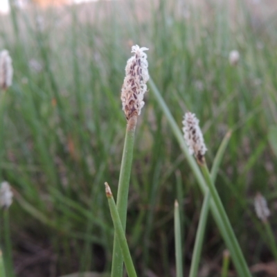 Eleocharis acuta (Common Spike-rush) at Paddys River, ACT - 8 Oct 2014 by MichaelBedingfield