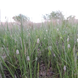 Eleocharis acuta at Paddys River, ACT - 8 Oct 2014