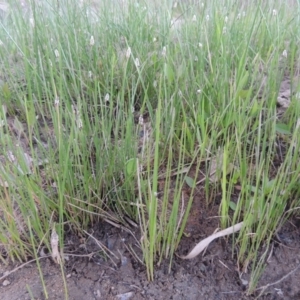 Eleocharis acuta at Paddys River, ACT - 8 Oct 2014