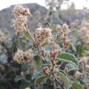 Pomaderris eriocephala at Paddys River, ACT - 8 Oct 2014