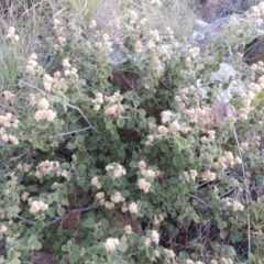 Pomaderris eriocephala at Paddys River, ACT - 8 Oct 2014