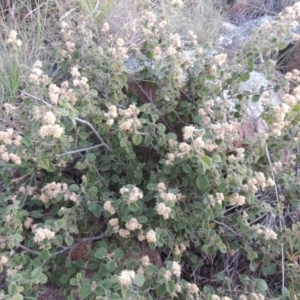 Pomaderris eriocephala at Paddys River, ACT - 8 Oct 2014 07:35 PM