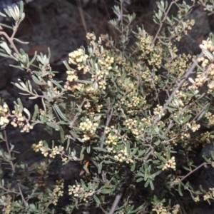 Pomaderris angustifolia at Paddys River, ACT - 8 Oct 2014 07:40 PM