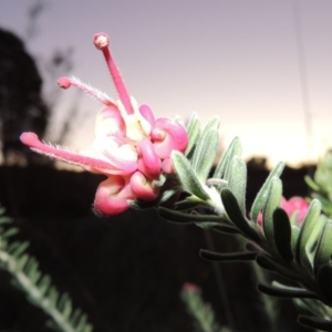 Grevillea lanigera at Paddys River, ACT - 8 Oct 2014