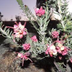 Grevillea lanigera at Paddys River, ACT - 8 Oct 2014