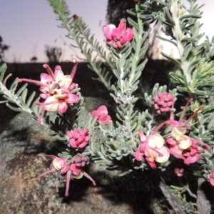 Grevillea lanigera at Paddys River, ACT - 8 Oct 2014