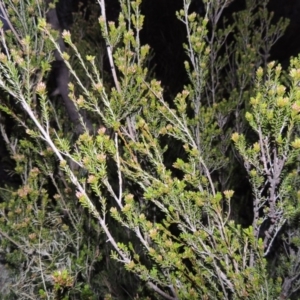 Calytrix tetragona at Paddys River, ACT - 8 Oct 2014