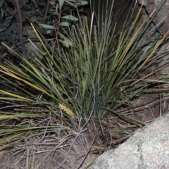 Lomandra longifolia at Paddys River, ACT - 8 Oct 2014