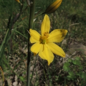 Bulbine bulbosa at Conder, ACT - 1 Oct 2014