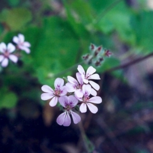 Pelargonium australe at Conder, ACT - 5 Dec 2000