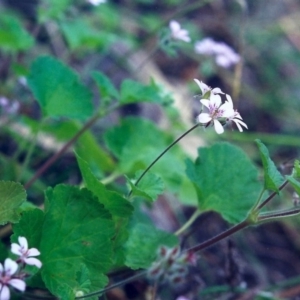 Pelargonium australe at Conder, ACT - 5 Dec 2000